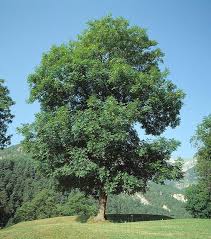 Attēlu rezultāti vaicājumam “Fraxinus excelsior”