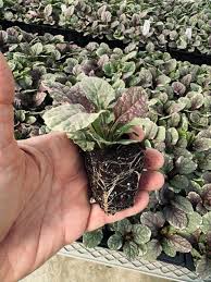 Attēlu rezultāti vaicājumam “Ajuga reptans leaf”