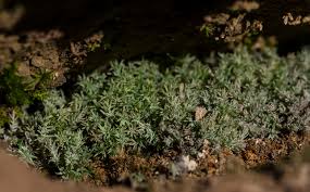 Attēlu rezultāti vaicājumam “Saelania glaucescens”