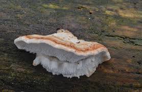 Attēlu rezultāti vaicājumam “Postia leucomallella”