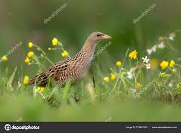 Image result for Crex crex