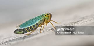 Attēlu rezultāti vaicājumam “Cicadella viridis”