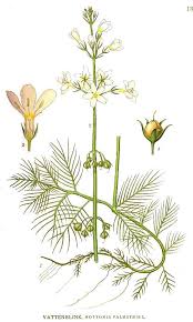 Attēlu rezultāti vaicājumam “Hottonia palustris leaf”