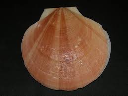 Image result for Placopecten magellanicus