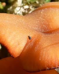 Attēlu rezultāti vaicājumam “Symphypleona”