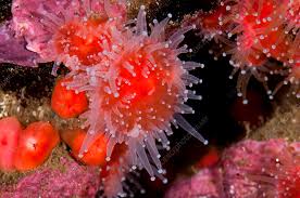 ผลการค้นหารูปภาพสำหรับ strawberry anemone