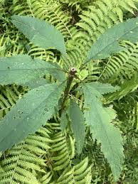 Attēlu rezultāti vaicājumam “Physarum pezizoideum stalked”