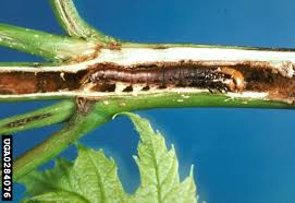 Attēlu rezultāti vaicājumam “Stemonaria irregularis stalked”