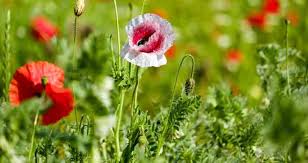 Attēlu rezultāti vaicājumam “Papaver”