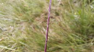 Attēlu rezultāti vaicājumam “Nardus stricta flower”