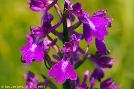 Attēlu rezultāti vaicājumam “Lophozia laxa macro”