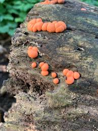 Attēlu rezultāti vaicājumam “Lycogala irregulare”