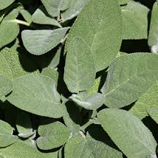 Image result for Salvia officinalis