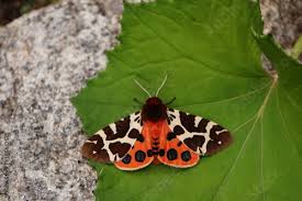 Attēlu rezultāti vaicājumam “Arctia caja imago”