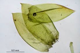 Attēlu rezultāti vaicājumam “Hygrohypnum luridum”