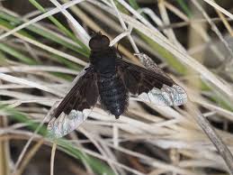 Attēlu rezultāti vaicājumam “Hemipenthes morio”