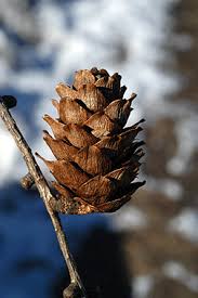 Attēlu rezultāti vaicājumam “Larix kaempferi fruit”