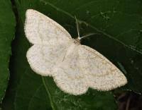 Attēlu rezultāti vaicājumam “Cabera exanthemata male”