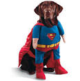 Dog Clothing - A Controversial Subject | Dog-