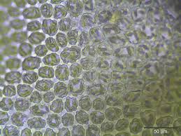 Attēlu rezultāti vaicājumam “Odontoschisma denudatum cells”