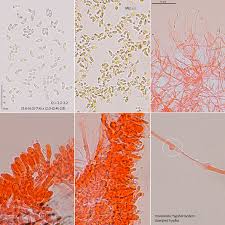 Attēlu rezultāti vaicājumam “Rhodonia placenta”