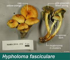 Attēlu rezultāti vaicājumam “Hypholoma sp.”