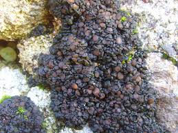 Attēlu rezultāti vaicājumam “Collema flaccidum”