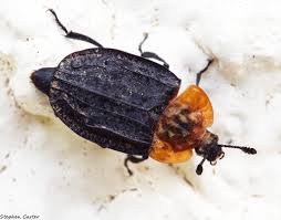 Attēlu rezultāti vaicājumam “Oiceoptoma thoracicum”