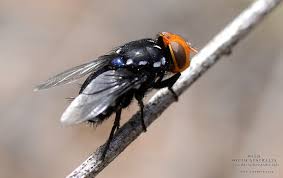 Attēlu rezultāti vaicājumam “Tachinidae”