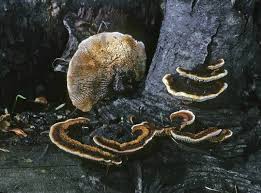 Attēlu rezultāti vaicājumam “Gloeophyllum sepiarium”