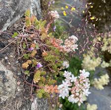 Attēlu rezultāti vaicājumam “Sedum album leaf”
