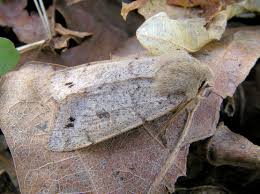 Attēlu rezultāti vaicājumam “Orthosia munda”