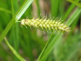 Attēlu rezultāti vaicājumam “Carex vesicaria”