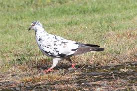 Attēlu rezultāti vaicājumam “Columba livia f. domestica adult”