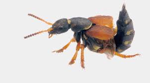 Attēlu rezultāti vaicājumam “Staphylinus erythropterus”