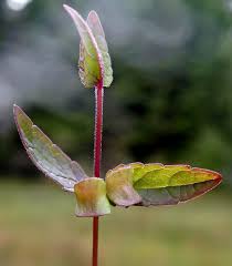 Attēlu rezultāti vaicājumam “Oenothera rubricauli bud”