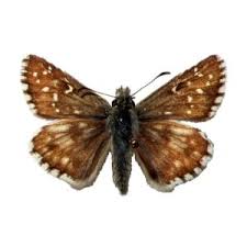 Attēlu rezultāti vaicājumam “Pyrgus alveus upperside”