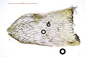 Attēlu rezultāti vaicājumam “Sphagnum fuscum”