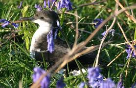 Image result for Puffinus puffinus