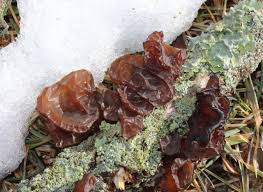 Attēlu rezultāti vaicājumam “Exidia repanda”