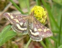 Attēlu rezultāti vaicājumam “Pyrausta purpuralis”