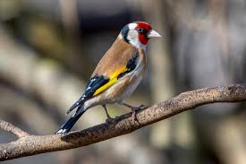 Attēlu rezultāti vaicājumam “Carduelis cannabina adult”