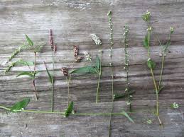 Attēlu rezultāti vaicājumam “Polygonaceae”