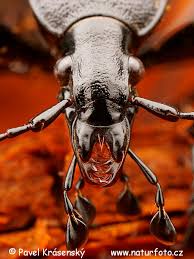 Attēlu rezultāti vaicājumam “Cychrus caraboides”