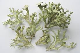 Attēlu rezultāti vaicājumam “Ramalina fastigiata”