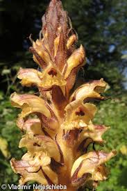 Attēlu rezultāti vaicājumam “Orobanche reticulata flower”