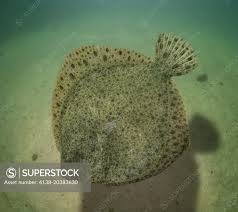 Image result for Scophthalmus maximus