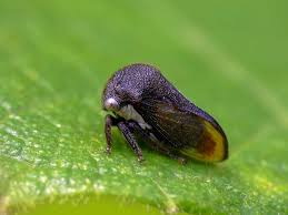 Attēlu rezultāti vaicājumam “Membracidae”