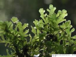 Attēlu rezultāti vaicājumam “Riccardia chamaedryfolia”