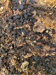 Attēlu rezultāti vaicājumam “Metatrichia sp.”